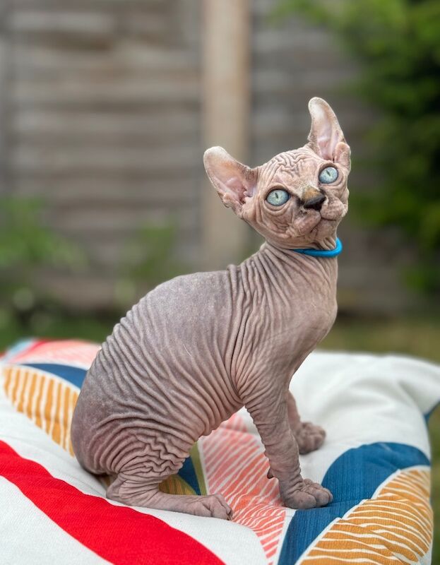 2 Beautiful Elf Sphynx Kittens Ready Now! for sale in London | Image 1