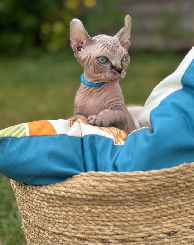 2 Beautiful Elf Sphynx Kittens Ready Now! for sale in London | Image 2