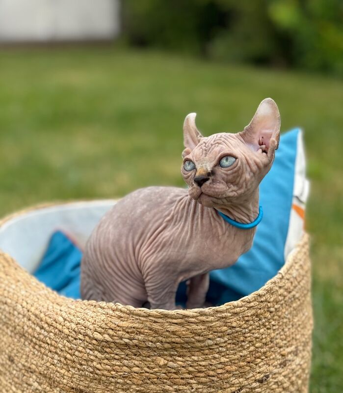 2 Beautiful Elf Sphynx Kittens Ready Now! for sale in London | Image 3