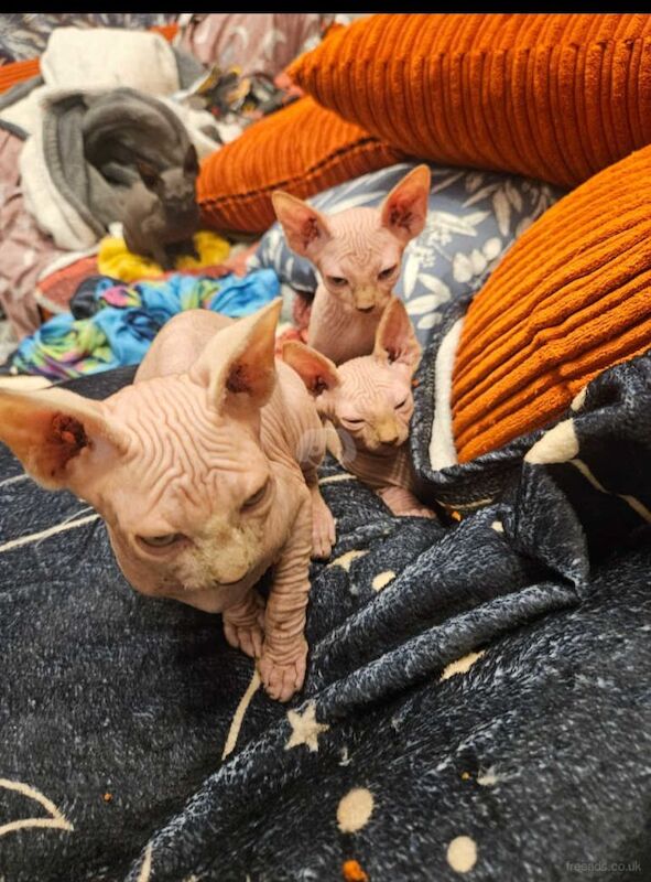 Sphynx Kittens For Sale