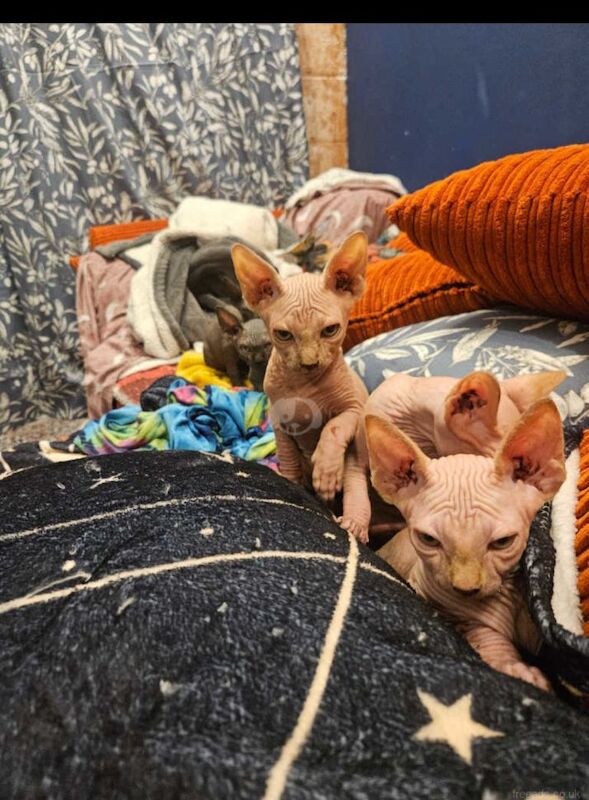 3 pink babies left for sale in Gunnislake, Cornwall | Image 2