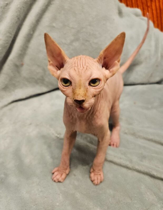 3 pink babies left for sale in Gunnislake, Cornwall | Image 3