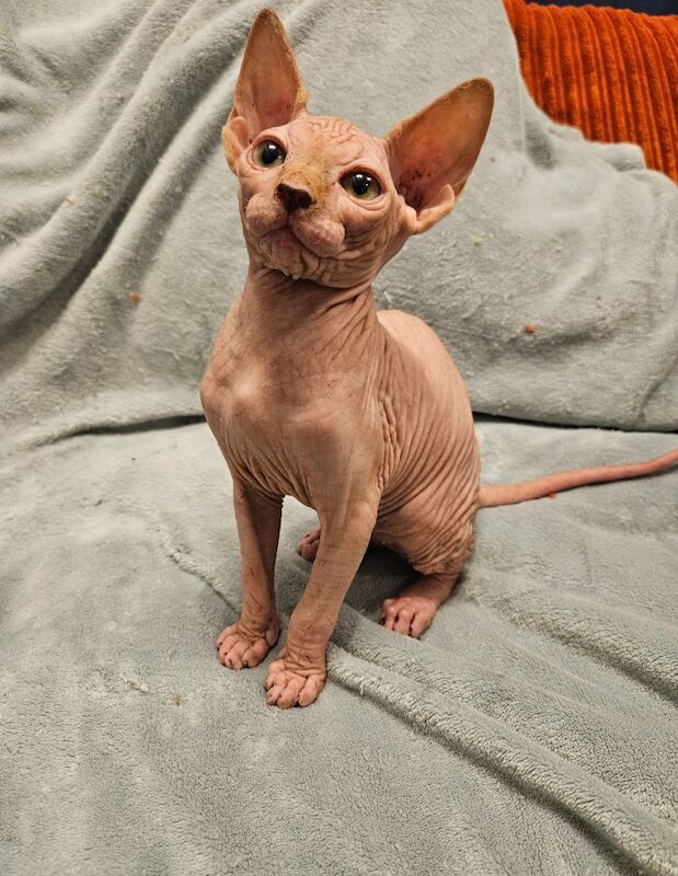 3 pink babies left for sale in Gunnislake, Cornwall | Image 4