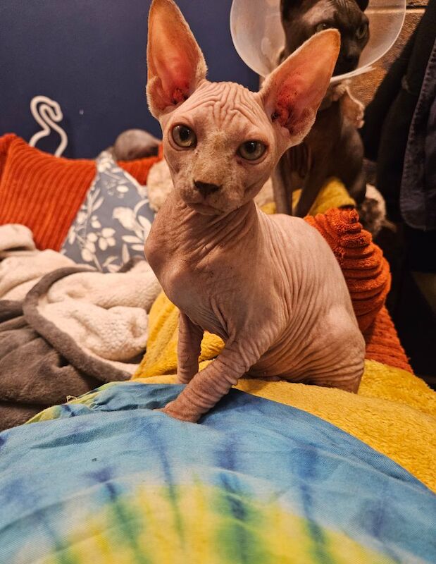 Sphynx kittens for sale in Gunnislake, Cornwall – 11 months old - Image 5 of 13