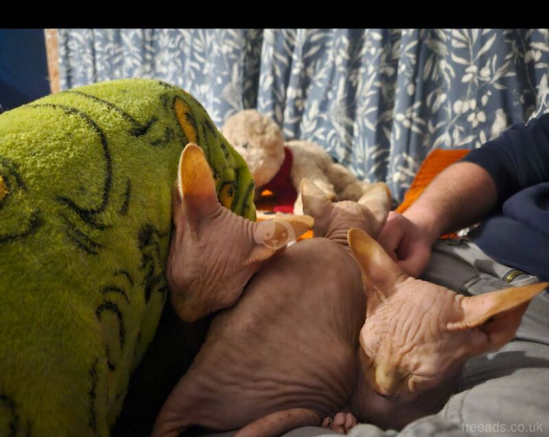 Sphynx kittens for sale in Gunnislake, Cornwall – 11 months old - Image 6 of 13