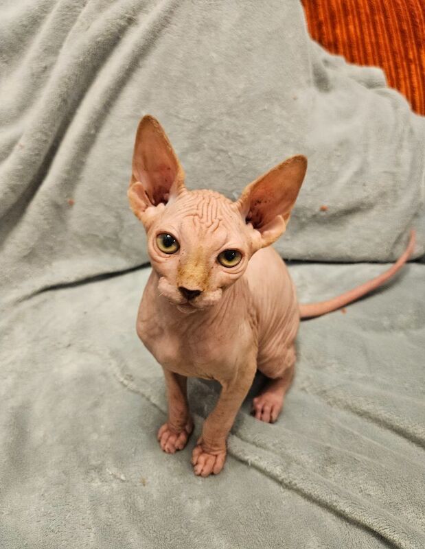 Sphynx kittens for sale in Gunnislake, Cornwall – 11 months old - Image 8 of 13