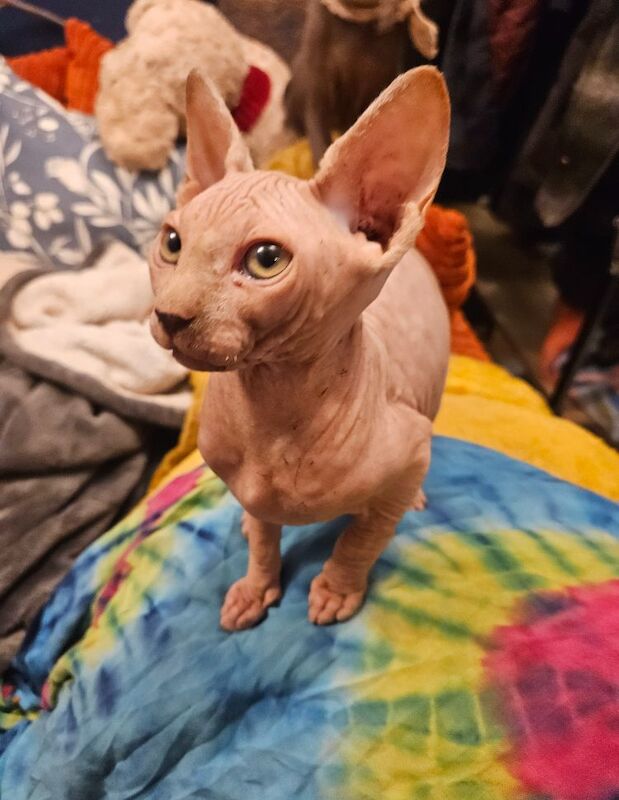 Sphynx kittens for sale in Gunnislake, Cornwall – 11 months old - Image 10 of 13