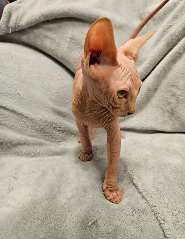 Sphynx kittens for sale in Gunnislake, Cornwall – 11 months old - Image 11 of 13