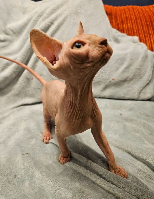 Sphynx kittens for sale in Gunnislake, Cornwall – 11 months old - Image 12 of 13
