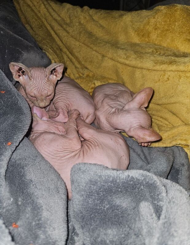 Sphynx kittens for sale in Gunnislake, Cornwall – 11 months old - Image 13 of 13