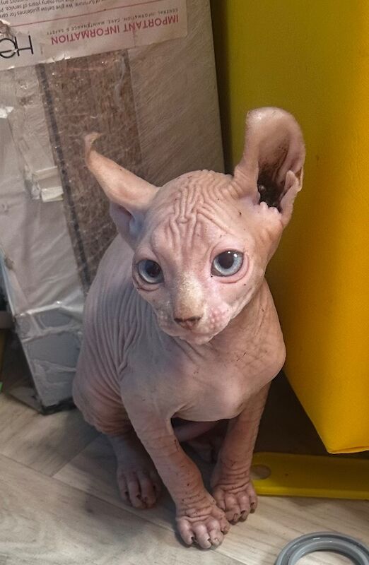 Sphynx Kittens For Sale