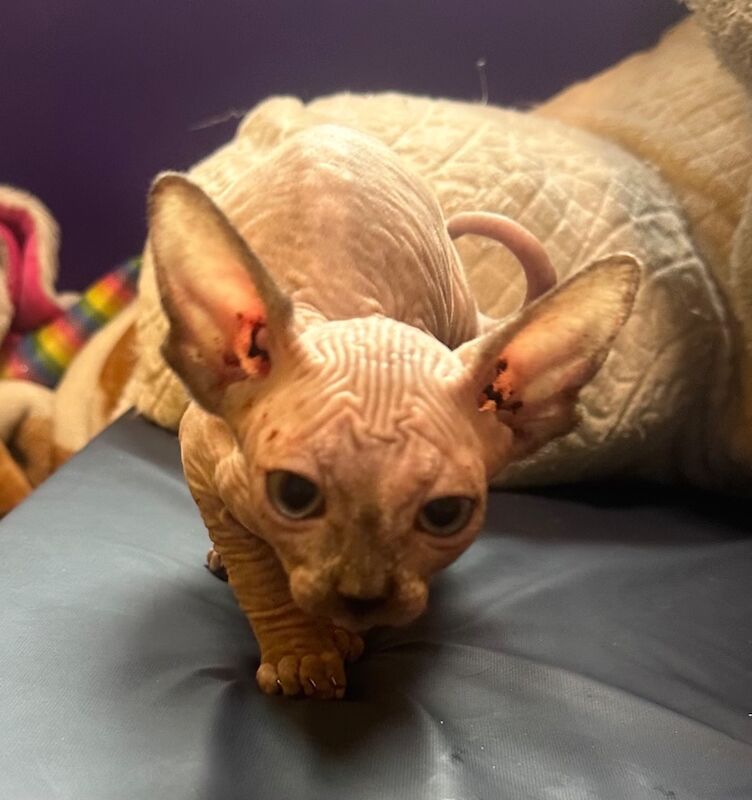 6 beautiful Sphynx kittens ready to go now!! - Image 2 of 15