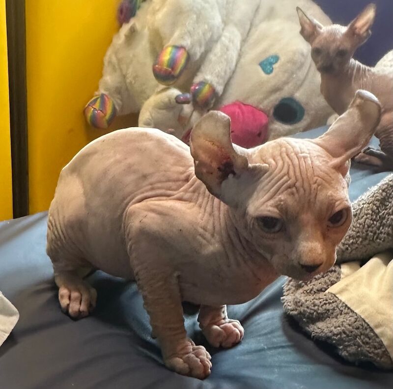 6 beautiful Sphynx kittens ready to go now!! - Image 3 of 15