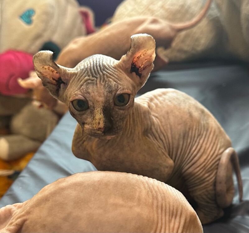 6 beautiful Sphynx kittens ready to go now!! - Image 4 of 15