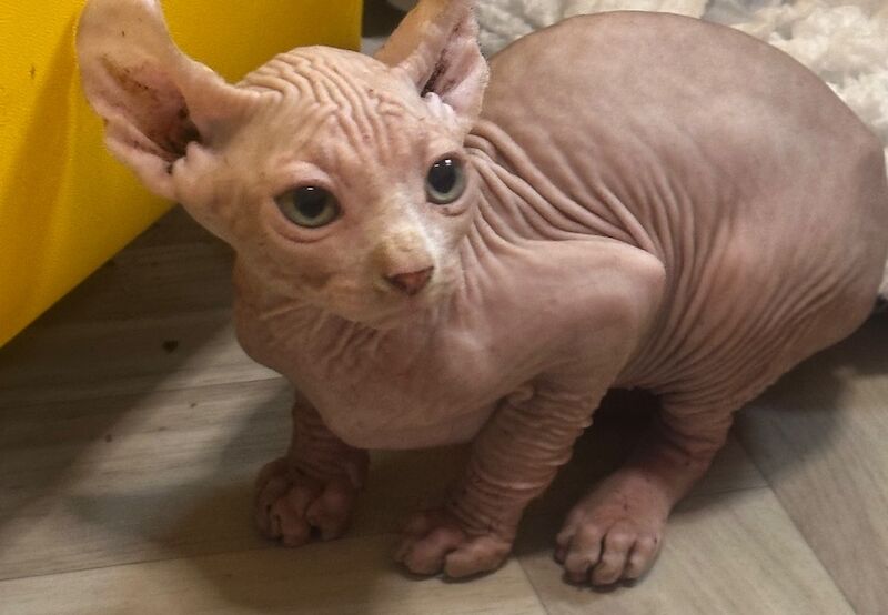6 beautiful Sphynx kittens ready to go now!! - Image 5 of 15