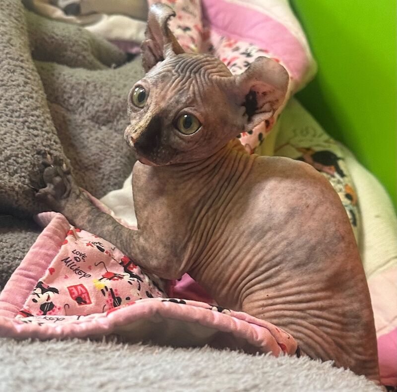 6 beautiful Sphynx kittens ready to go now!! - Image 6 of 15