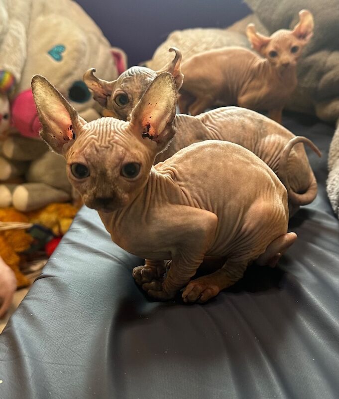 6 beautiful Sphynx kittens ready to go now!! - Image 7 of 15
