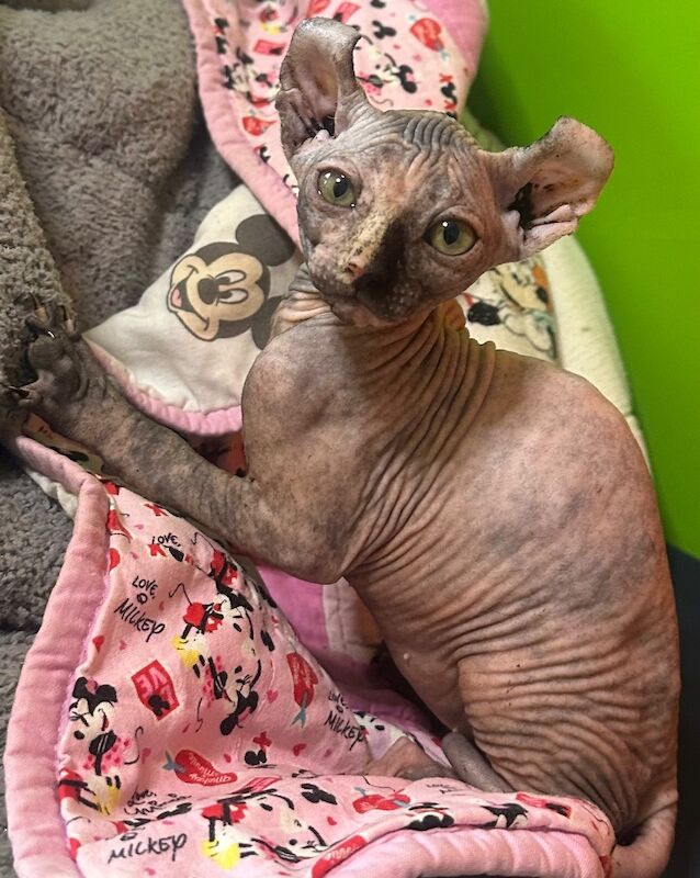 6 beautiful Sphynx kittens ready to go now!! - Image 8 of 15