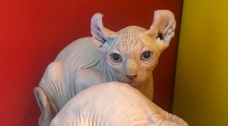 6 beautiful Sphynx kittens ready to go now!! - Image 9 of 15