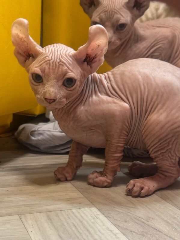 6 beautiful Sphynx kittens ready to go now!! - Image 10 of 15