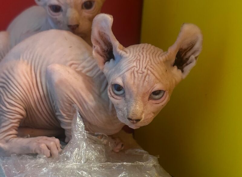 6 beautiful Sphynx kittens ready to go now!! - Image 11 of 15