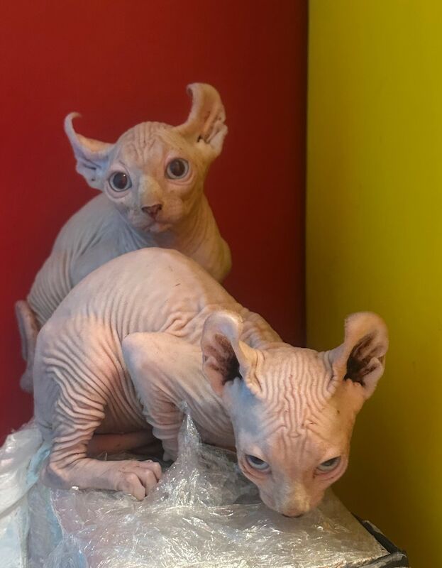 6 beautiful Sphynx kittens ready to go now!! - Image 12 of 15
