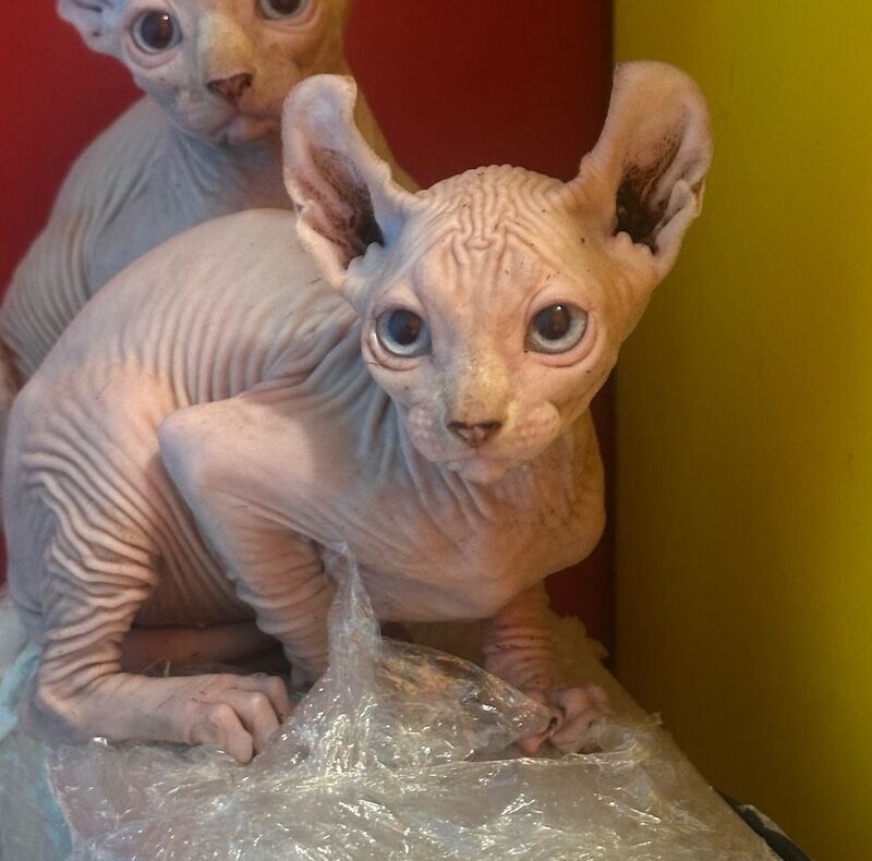 6 beautiful Sphynx kittens ready to go now!! - Image 13 of 15
