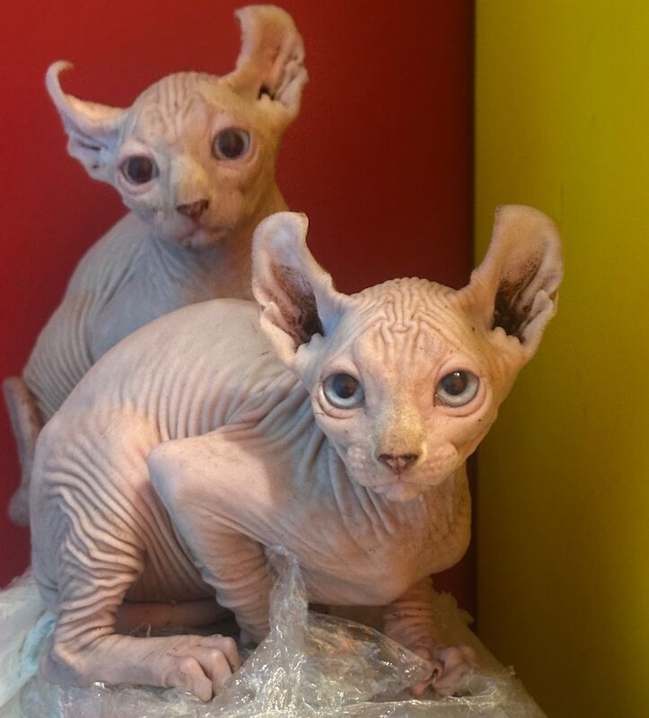 6 beautiful Sphynx kittens ready to go now!! - Image 14 of 15