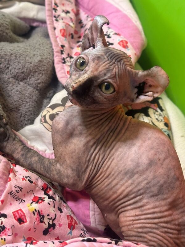 6 beautiful Sphynx kittens ready to go now!! - Image 15 of 15