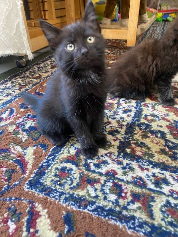 Adorable kittens for sale - Image 2 of 5