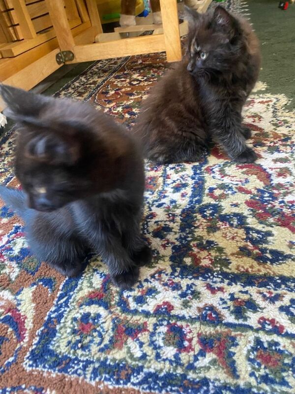 Adorable kittens for sale - Image 3 of 5