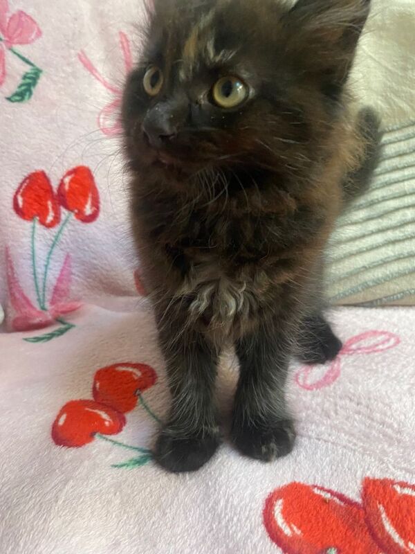 Adorable kittens for sale - Image 4 of 5