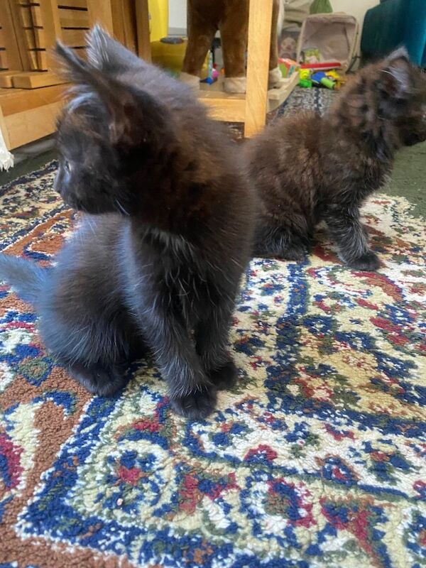 Adorable kittens for sale - Image 5 of 5