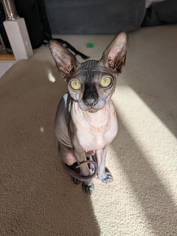 Sphynx kittens for sale in Duxford, Cambridgeshire – 6 months old