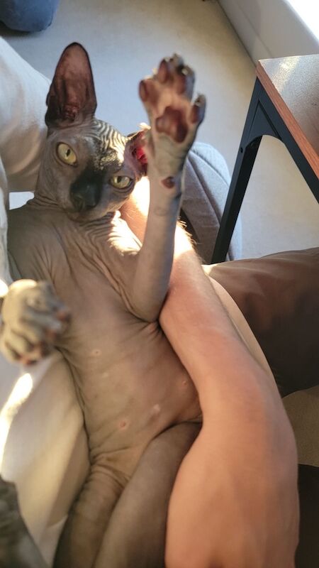 Sphynx kittens for sale in Duxford, Cambridgeshire – 6 months old - Image 2 of 7