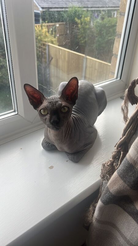 Sphynx kittens for sale in Duxford, Cambridgeshire – 6 months old - Image 3 of 7
