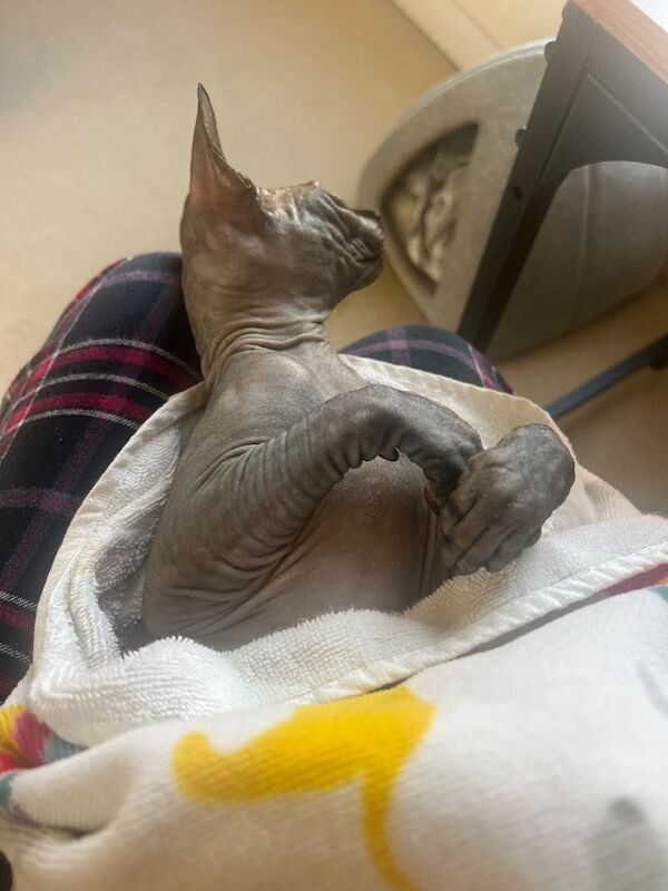 Sphynx kittens for sale in Duxford, Cambridgeshire – 6 months old - Image 5 of 7