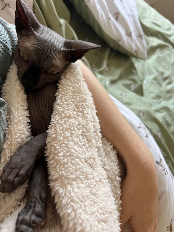 Sphynx kittens for sale in Duxford, Cambridgeshire – 6 months old - Image 7 of 7