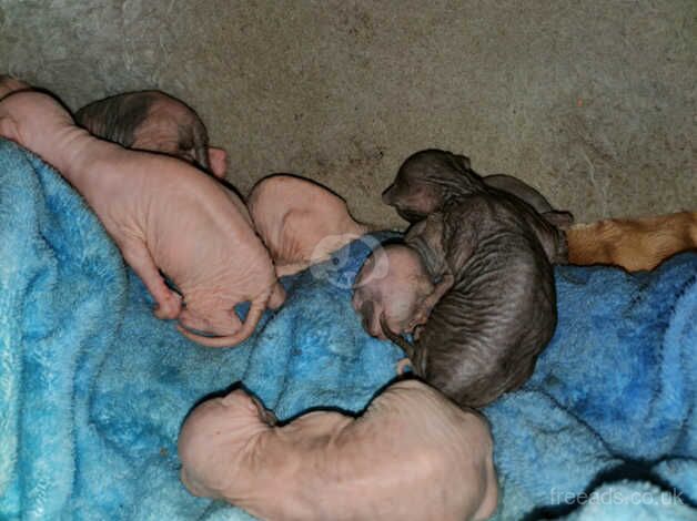 Beautiful sphinx babies for sale in Stafford, Staffordshire - Image 1