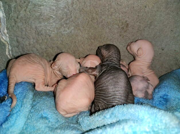 Beautiful sphinx babies for sale in Stafford, Staffordshire - Image 2