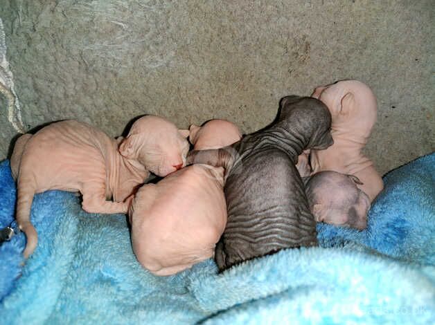 Beautiful sphinx babies for sale in Stafford, Staffordshire - Image 3