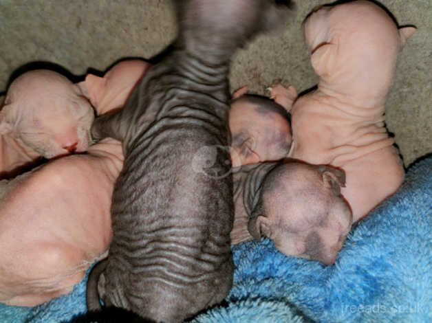Beautiful sphinx babies for sale in Stafford, Staffordshire - Image 4