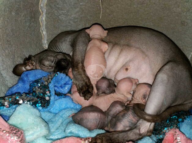 Beautiful sphinx babies for sale in Stafford, Staffordshire - Image 5