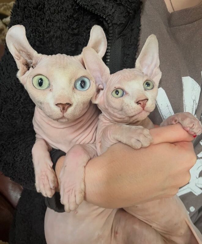 Beautiful sphynx boy