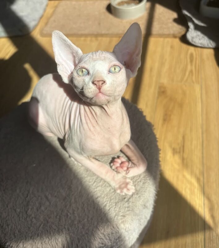 Beautiful sphynx boy - Image 2 of 3