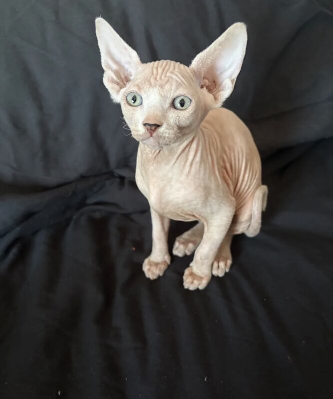 Beautiful sphynx boy - Image 3 of 3