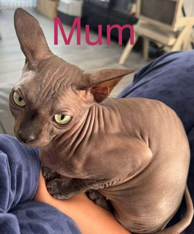 Sphynx Kittens For Sale