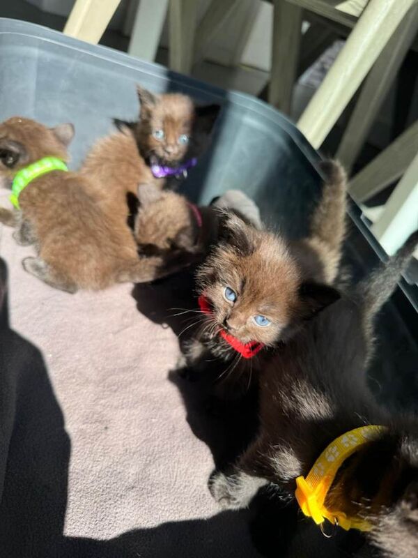 Beautiful sphynx X fury kittens - Image 3 of 5