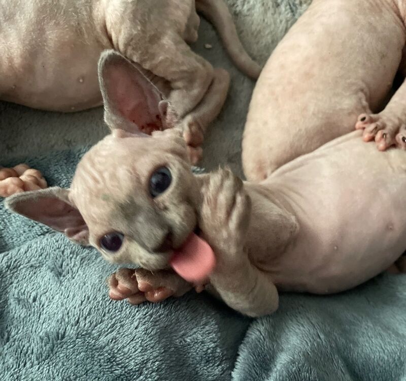 Blue Sphynx kittens for sale