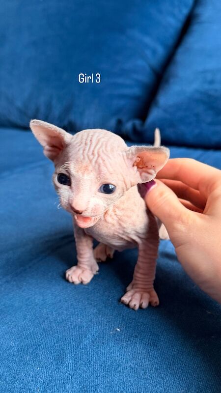 Blue Sphynx kittens for sale - Image 2 of 8